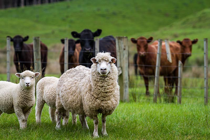 livestock equipment financing