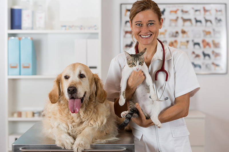 female veterinarian with a cat and dog