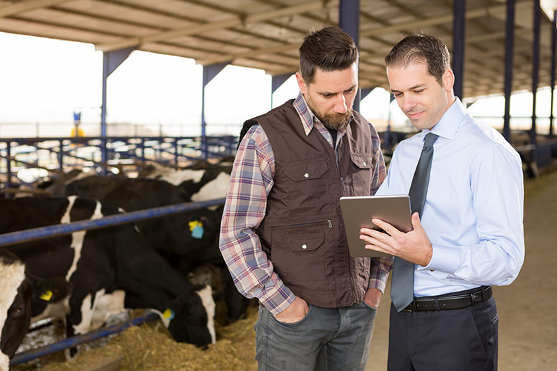 sales manager working remote at a cattle ranch
