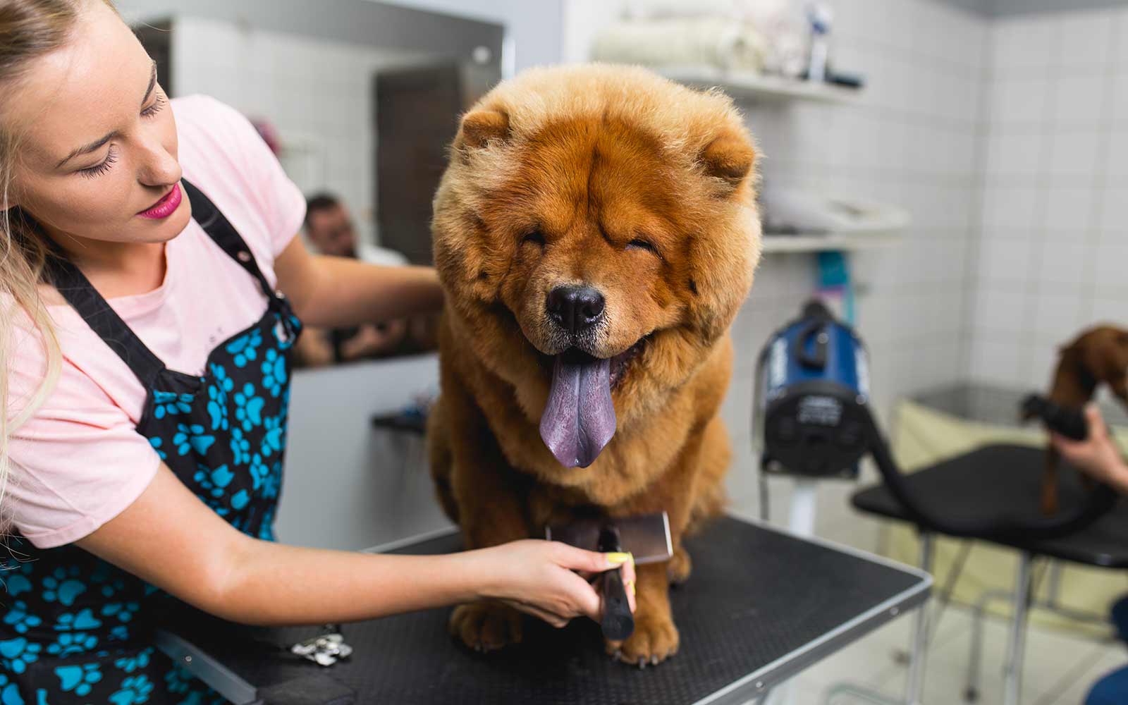 Dog Grooming Business Loans - Balboa Capital