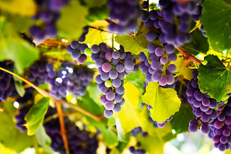 close up of winery vineyard grapes