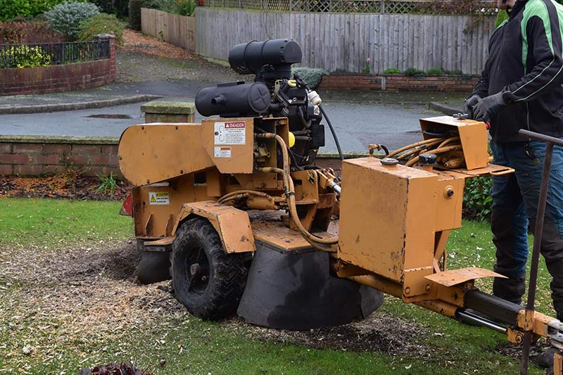 worker operating a large stump grinder at a home