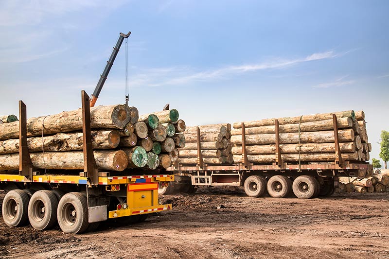 large forwarders getting loaded with logs at a logging site
