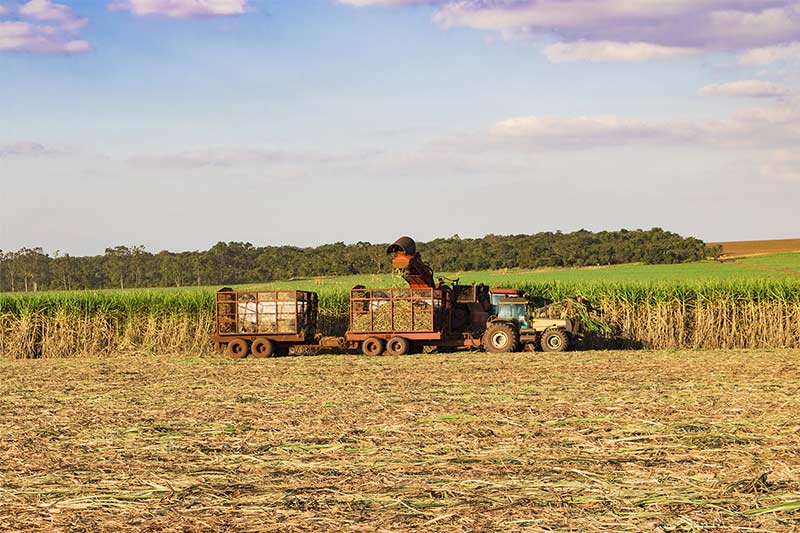 sugarcane harvester cutting down canes under a beautiful sky