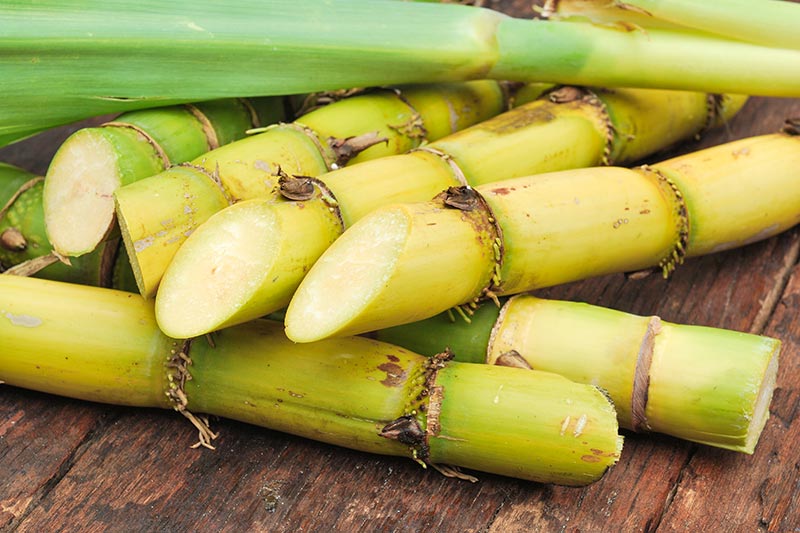 delicious sugarcanes, sugarcane harvester financing