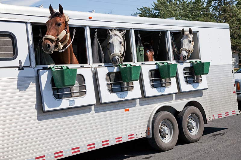 four horses in a trailer, horse trailer financing