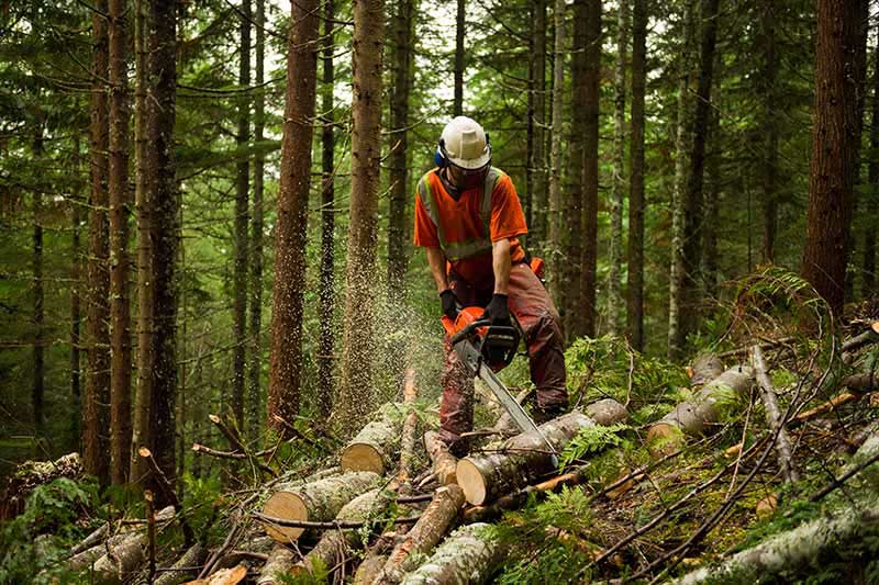 logging worker cutting timber with chainsaw in forest