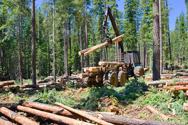 logging machinery moving cut timber, stroke boom delimber financing